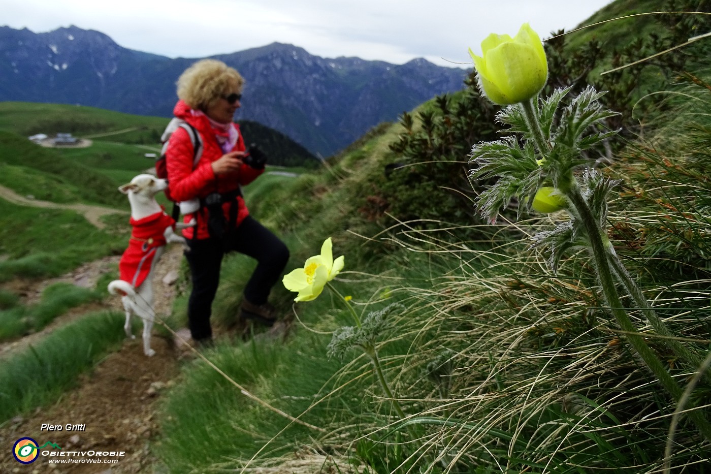 23 Pulsatilla alpina sulfurea.JPG